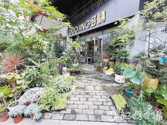 “多精植物”的門口錯落有致地擺放著形態(tài)各異的植物。