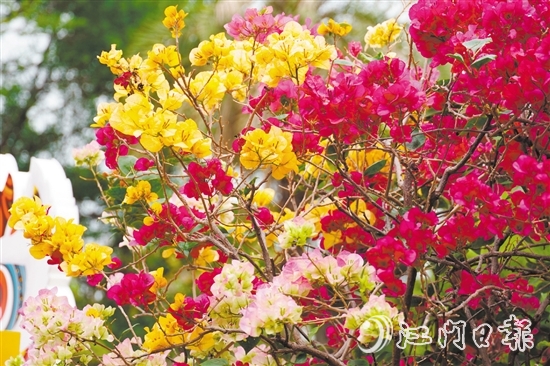 東湖公園種植了多個(gè)簕杜鵑品種。