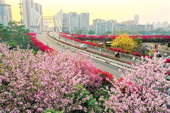 蓬江區(qū)東華大橋周圍鮮花競相開放。郭永樂