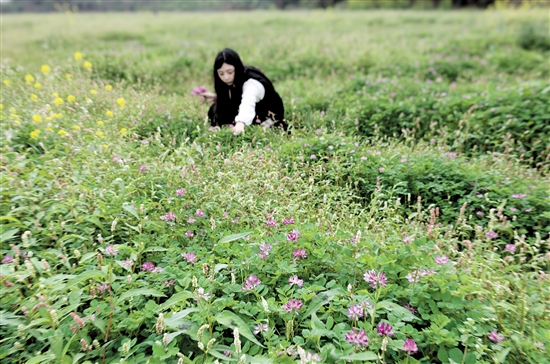 開平市塘口鎮(zhèn)龍光里的紫云英迎來花期。周華東