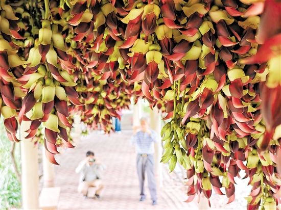 蓬江區(qū)東湖公園的禾雀花仿佛讓人置身夢幻世界。郭永樂