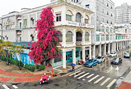 蓬江區(qū)中華酒店旁的簕杜鵑有三層樓高。郭永樂