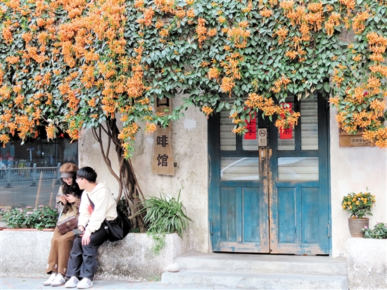 開平市三埠街道港口路的炮仗花開得絢爛熱烈。李淑珩
