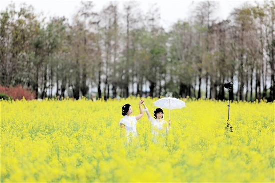 江海區(qū)都市農(nóng)業(yè)生態(tài)公園的油菜花?如金色的海洋。