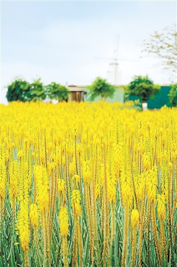 璦露德瑪蘆薈莊園。