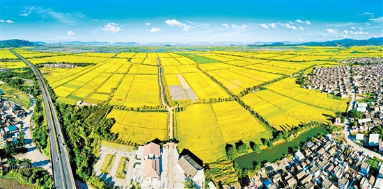 “廣東第一田”。