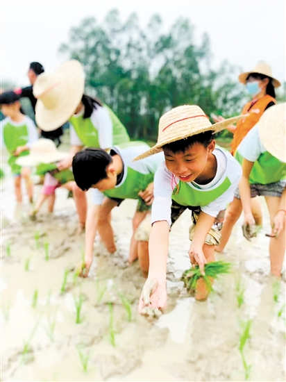 青蘋果營員在農(nóng)地里學習插秧。