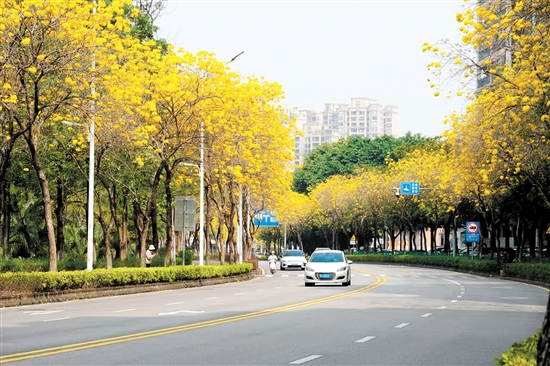 黃花風鈴木盛放，成為江門一道美麗風景。