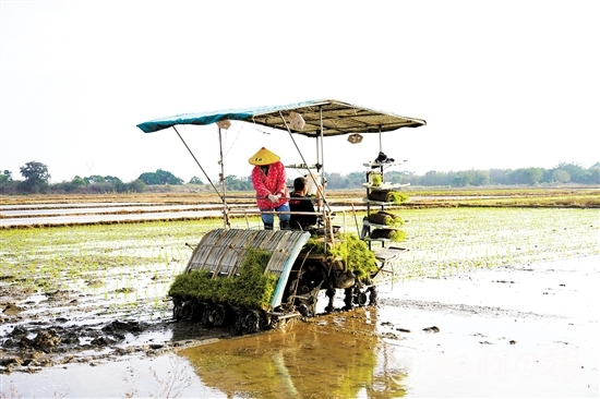 機械化作業(yè)提高農(nóng)戶種糧效益。