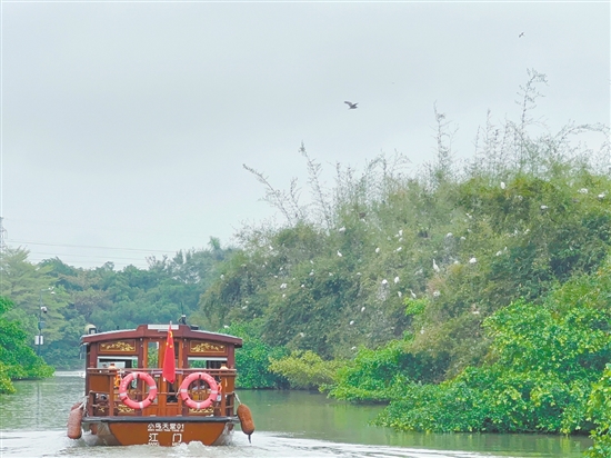 東莞學(xué)子乘船游覽小鳥天堂。