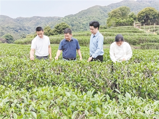 大沙鎮(zhèn)人大主動開展采茶工招聘宣傳工作，為群眾提供就近務(wù)工機(jī)會。