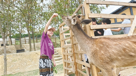 在七星山牧場，小朋友與萌寵互動。