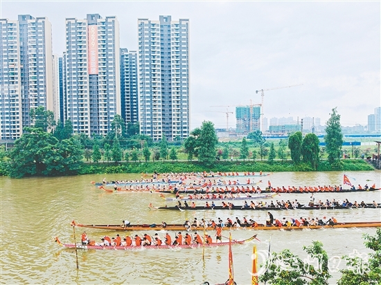在長沙街道杜澄片區(qū)的蒼江河畔，每逢端午時節(jié)，十余艘龍舟劈波斬浪，兩岸人聲鼎沸。