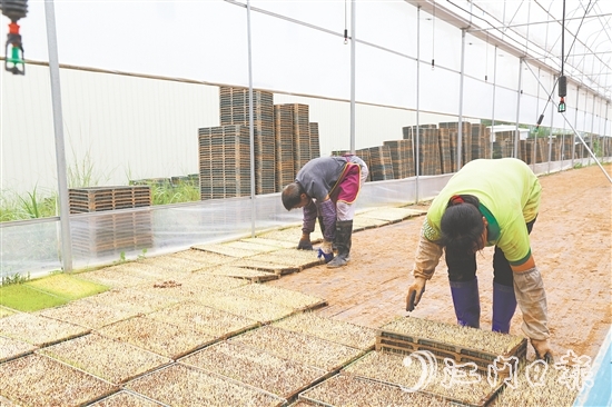 江門市德稻農(nóng)業(yè)種植合作社育秧中心年產(chǎn)32萬(wàn)盤秧苗，不僅滿足周邊種植大戶的需求，還將秧苗賣到了大灣區(qū)和江西。