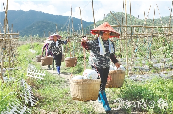 “潭碧冬瓜”地理標志專用標志的核準使用既是對潭碧冬瓜產(chǎn)品質(zhì)量的高度認可，又有助于保護和傳承地方特色產(chǎn)品。