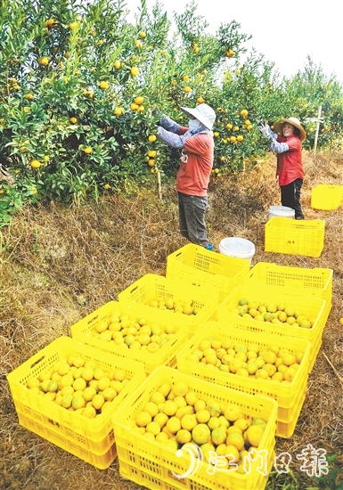 恩平壯大茶枝柑產(chǎn)業(yè)，帶動農(nóng)戶增收致富。