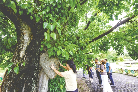 菩提古樹公園擁有一棵樹齡715年的菩提古樹。