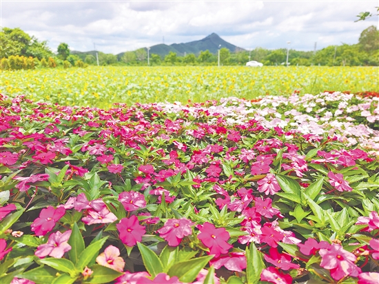 長春花、蘇丹鳳仙花等多種鮮花映襯著大片的向日葵花田，讓城西村成為一片花的海洋。