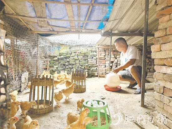 勞大叔掌握養(yǎng)雞技術(shù)后，家里的生活發(fā)生了變化。