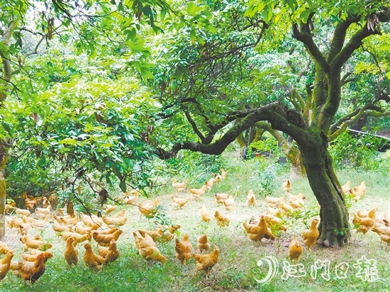 金雞鎮(zhèn)立足資源稟賦，加快推動農(nóng)業(yè)產(chǎn)業(yè)轉(zhuǎn)型升級，通過整合鎮(zhèn)域八大類22個特色農(nóng)產(chǎn)品，打造“金雞優(yōu)品”區(qū)域品牌。