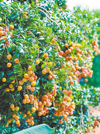 老荔枝樹掛滿了果實。