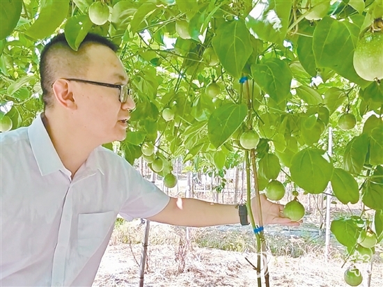 何湛慶查看著百香果的長勢。