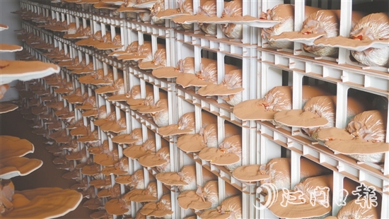 健芝緣的生產基地，整齊排列的靈芝栽培車間格外引人注目，潔凈的無土化管理體系清晰可見。