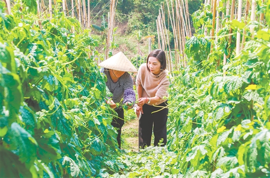 黃梅芳（右）深入田間，查看農(nóng)作物長勢。