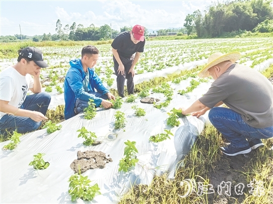 大廠村是馬岡鎮(zhèn)知名的涼粉制作大村，村里約有13公頃（200多畝）的涼粉草種植基地。