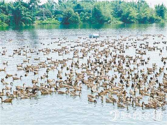赤水鎮(zhèn)以麻鴨為起點，走特色鮮明的鄉(xiāng)村振興路。