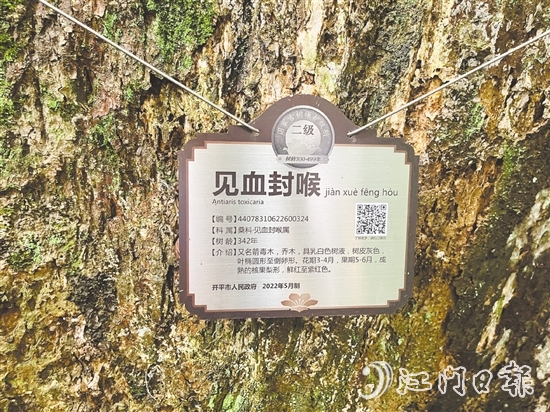 大沙鎮(zhèn)在人大代表推動下，為見血封喉樹制訂專項(xiàng)保護(hù)方案，建立古樹“健康臺賬”。