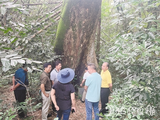 開平市人大常委會實(shí)地調(diào)研督導(dǎo)關(guān)于見血封喉古樹的重點(diǎn)建議辦理落實(shí)情況。