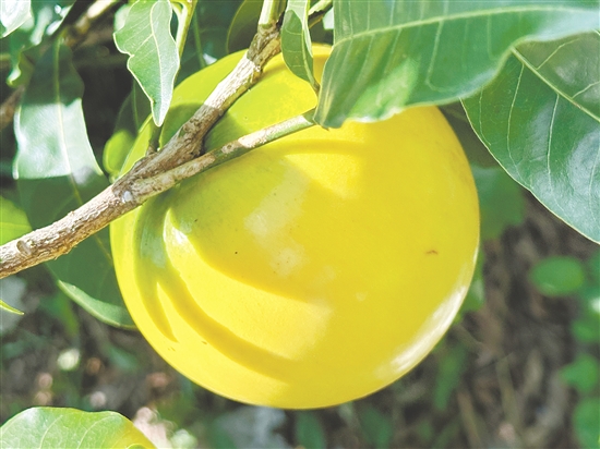 成熟的黃晶果外觀色澤金黃。