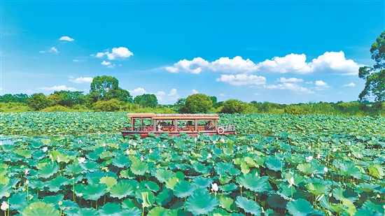 在江門古勞水鄉(xiāng)旅游區(qū)，乘船賞荷是暑假熱門項(xiàng)目之一。
