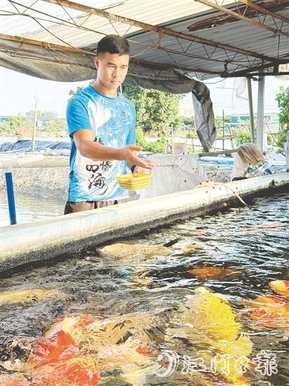 伍健強(qiáng)引入錦鯉等高附加值品種，讓傳統(tǒng)的水產(chǎn)養(yǎng)殖煥發(fā)出新生機(jī)。