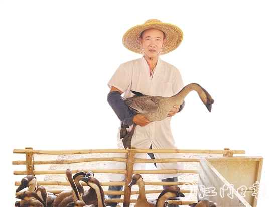 在廣東省華昌馬岡鵝有限公司的養(yǎng)殖基地，約1.8萬(wàn)羽種鵝在標(biāo)準(zhǔn)化棚舍內(nèi)有序活動(dòng)。