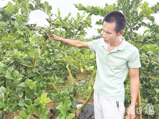 梁飛龍在香水檸檬種植園里檢查果樹的生長情況。