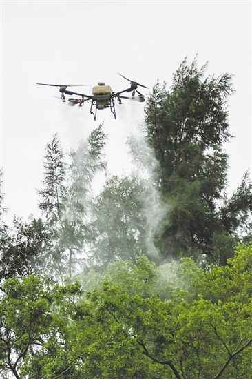 無人機在滅蚊防疫攻堅戰(zhàn)中大顯身手。圖為鶴山采用無人機精準(zhǔn)開展滅蚊工作。