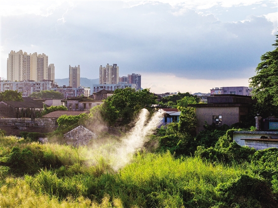 江海區(qū)動用農(nóng)用植保無人機，高效開展蚊蟲消殺。