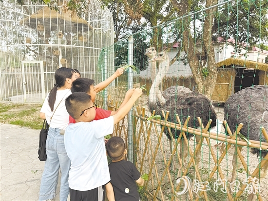 孩子們?cè)趧?dòng)物長廊里喂食鴕鳥。