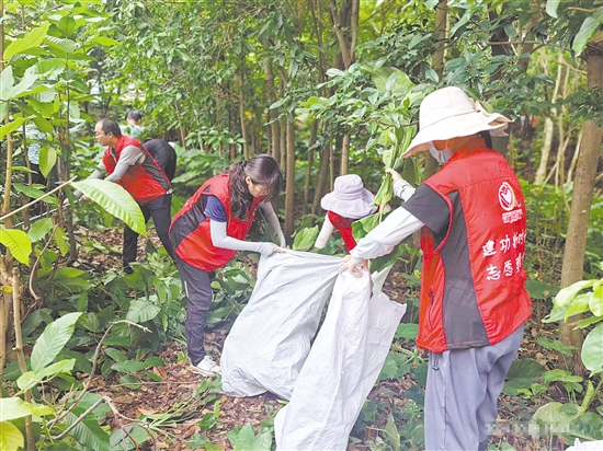 江門市科協(xié)工作人員在市林科所清理樹枝。
