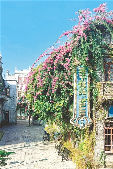 赤坎華僑古鎮(zhèn)的杜鵑花盛放。