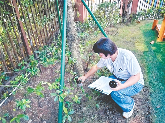 新會區(qū)各校園全面啟動蚊媒指數(shù)自我監(jiān)測工作。