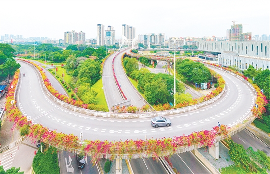 江門市區(qū)簕杜鵑盛放，整潔美麗僑鄉(xiāng)靜待八方賓客。郭永樂