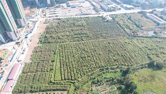 開平33號地成交溢價率為37.4%。